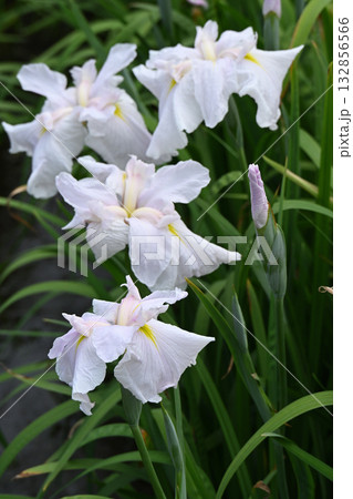 曙光・花菖蒲 132856566