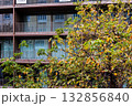Modern apartment building behind autumn tree in Lisbon 132856840