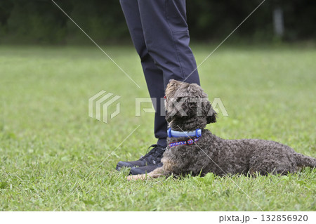 ドッグランで愛犬と遊ぶ女性(フセ・マテ)ちわぷー(チワワ×プードル) ドッグランで愛犬と遊ぶ女性(フセ・マテ)ちわぷー(チワワ×プードル) 132856920
