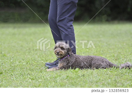 ドッグランで愛犬と遊ぶ女性(フセ・マテ)ちわぷー(チワワ×プードル) ドッグランで愛犬と遊ぶ女性(フセ・マテ)ちわぷー(チワワ×プードル) 132856923