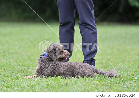 ドッグランで愛犬と遊ぶ女性(フセ・マテ)ちわぷー(チワワ×プードル) ドッグランで愛犬と遊ぶ女性(フセ・マテ)ちわぷー(チワワ×プードル) 132856924