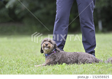 ドッグランで愛犬と遊ぶ女性(フセ・マテ)ちわぷー(チワワ×プードル) ドッグランで愛犬と遊ぶ女性(フセ・マテ)ちわぷー(チワワ×プードル) 132856925