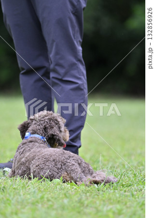 ドッグランで愛犬と遊ぶ女性(フセ・マテ)ちわぷー(チワワ×プードル) ドッグランで愛犬と遊ぶ女性(フセ・マテ)ちわぷー(チワワ×プードル) 132856926