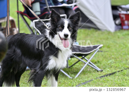 ボーダーコリー　キャンプ 132856967