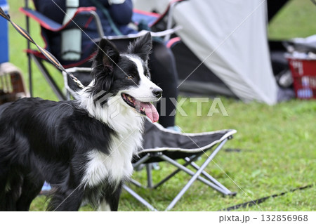ボーダーコリー　キャンプ 132856968