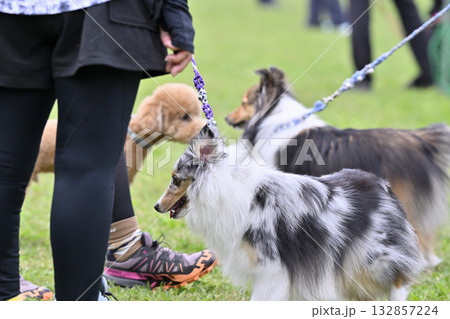 2匹のシェルティーとトイプードル　 132857224