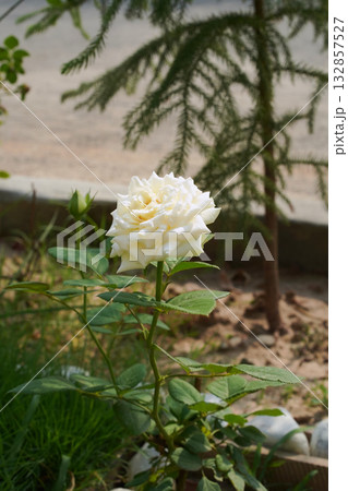 White, pale yellow rose, Rosa chinensis on a short stem with green healthy leaves grows in the garden. Close-up. Vertical image. Isolated multi-petal flower is in the center against natural background 132857527