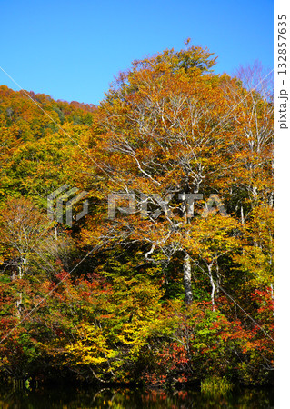 鎌池の紅葉 132857635