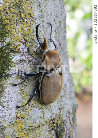 エレファスゾウカブト 132857692