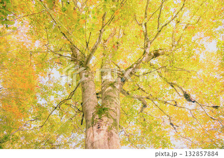 【秋の鎌池】黄葉したブナ【北安曇郡小谷村】 132857884