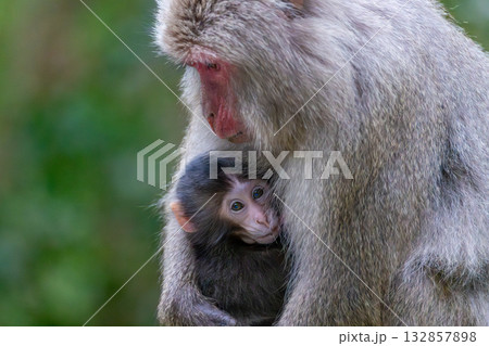 ヤクザル親子　授乳中　世界自然遺産屋久島(春 132857898