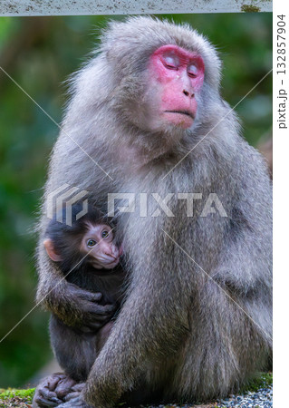 ヤクザル親子　授乳中　世界自然遺産屋久島(春 132857904