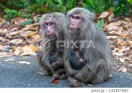ヤクザル親子 授乳中 世界自然遺産屋久島(春 ヤクザル親子 授乳中 世界自然遺産屋久島(春 132857987