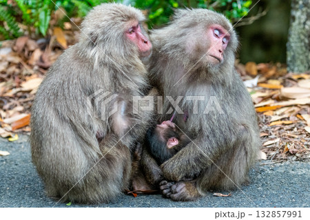 ヤクザル親子　授乳中　世界自然遺産屋久島(春 132857991