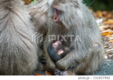 ヤクザル親子　授乳中　世界自然遺産屋久島(春 132857992
