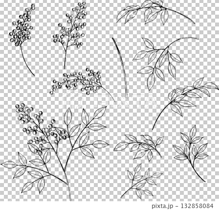 Pen-drawn line drawing of nandina 132858084