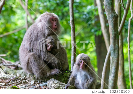 ヤクザル親子　抱きしめる　世界自然遺産屋久島(春 132858109