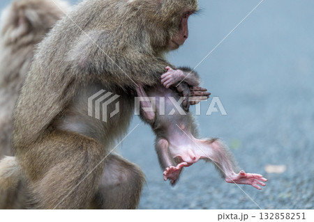 ヤクザル親子　抱き上げる　世界自然遺産屋久島(春 132858251