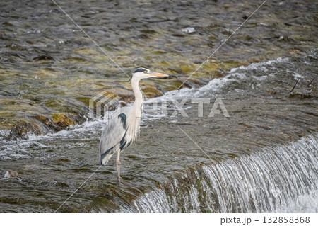 川の中に立つアオサギ　京都市鴨川 132858368