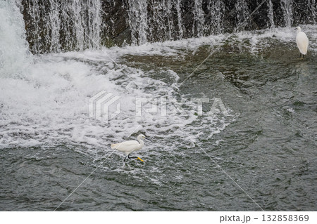 堰の下で餌探しをするシラサギ(コサギ) 京都市鴨川 堰の下で餌探しをするシラサギ(コサギ) 京都市鴨川 132858369
