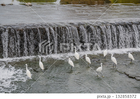 堰の下で餌探しをするシラサギ（コサギ）の群れ　京都市鴨川 132858372