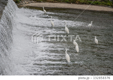 堰の下で餌探しをするシラサギ(コサギ)の群れ 京都市鴨川 堰の下で餌探しをするシラサギ(コサギ)の群れ 京都市鴨川 132858376
