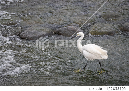 川の中のシラサギ（コサギ）　京都市鴨川 132858393