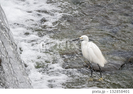 堰の下で餌探しをするシラサギ(コサギ) 京都市鴨川 堰の下で餌探しをするシラサギ(コサギ) 京都市鴨川 132858401