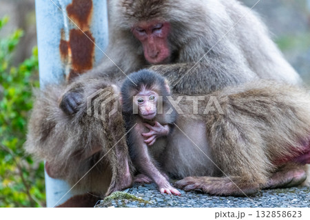 ヤクザル子ども　可愛い　世界自然遺産屋久島(春 132858623