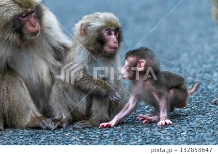 ヤクザル子ども 遊ぼう 世界自然遺産屋久島(春 ヤクザル子ども 遊ぼう 世界自然遺産屋久島(春 132858647