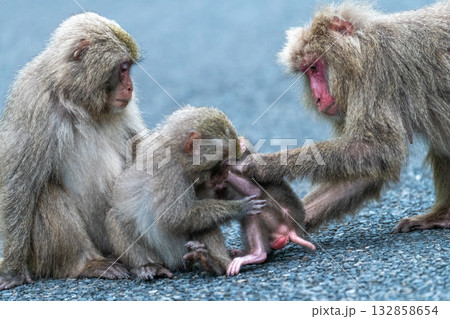 ヤクザル子ども じゃれる 世界自然遺産屋久島(春 ヤクザル子ども じゃれる 世界自然遺産屋久島(春 132858654