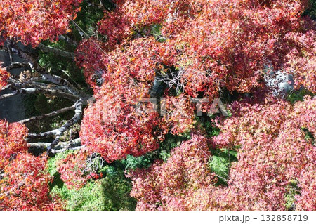 熊本山都町「平野の大もみじ」大木の紅葉、ドローン空撮 132858719