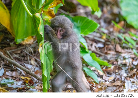 ヤクザル　警戒　世界自然遺産屋久島(春 132858720