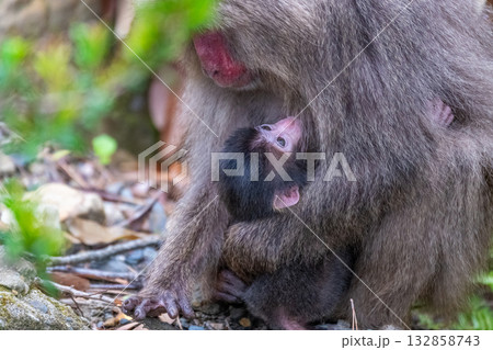 ヤクザル　授乳中　世界自然遺産屋久島(春 132858743