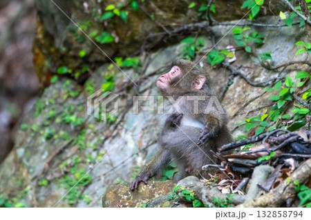 ヤクザル 世界自然遺産屋久島(春 ヤクザル 世界自然遺産屋久島(春 132858794