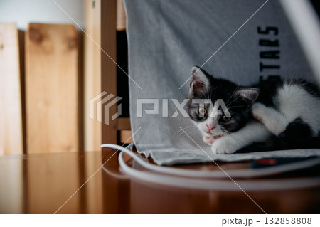 横になる猫 横になる猫 132858808