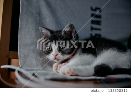 横になる猫 132858811