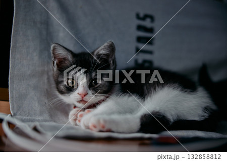 横になる猫 横になる猫 132858812