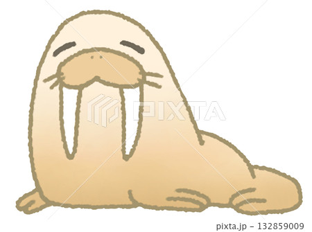 のんびりしたセイウチ 132859009