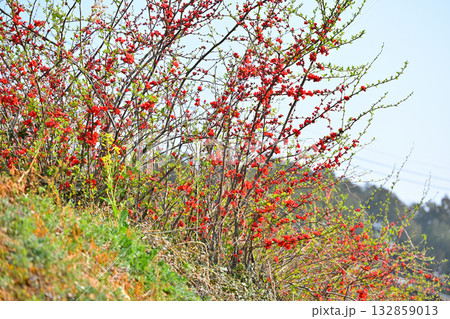 満開のボケの花　早春の日溜まり　花桃の里　東秩父村 132859013