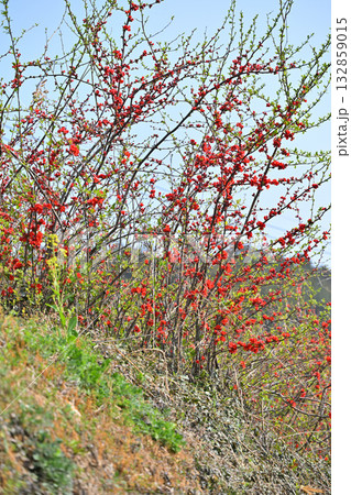 満開のボケの花　早春の日溜まり　花桃の里　東秩父村 132859015