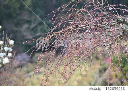 早春の花桃の里　桃花のつぼみ　東秩父村 132859038