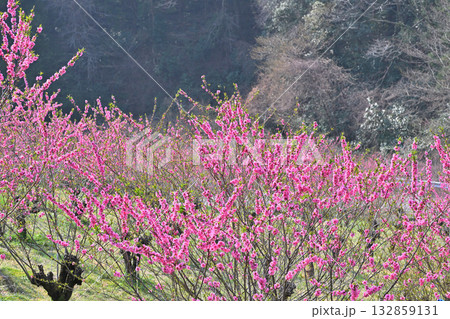 満開の花桃　早春の花桃の里　東秩父村 132859131