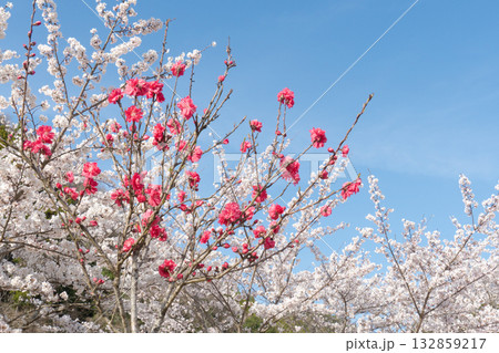 桜と空 桜と空 132859217