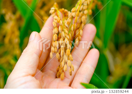 Rice. An ear of rice in hand. Rice seedlings growing in the fields of Korea. Rice. An ear of rice in hand. Rice seedlings growing in the fields of Korea. 132859244