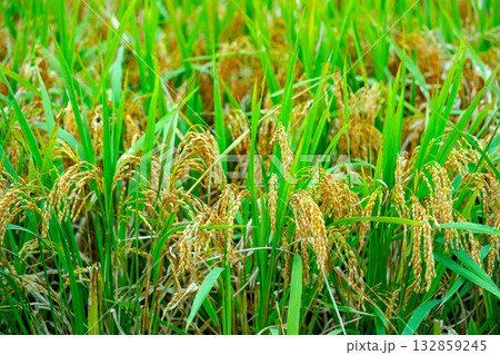 Rice. A large area of rice seedlings growing in the fields of Korea. 132859245