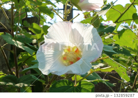 柔らかな光に包まれた白い芙蓉:花の中心部の輝き 柔らかな光に包まれた白い芙蓉:花の中心部の輝き 132859287