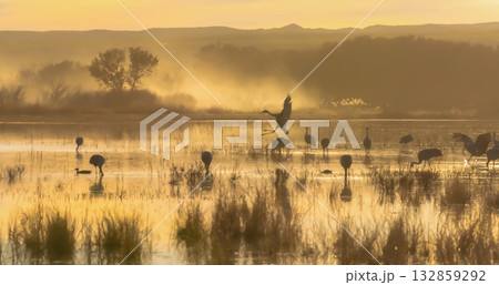 Serene wetland at dawn with cranes and mist Serene wetland at dawn with cranes and mist 132859292