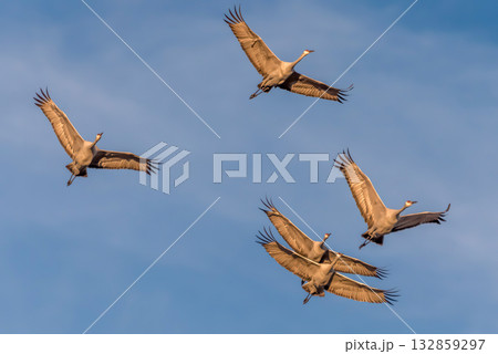 Cranes in flight against a blue sky Cranes in flight against a blue sky 132859297
