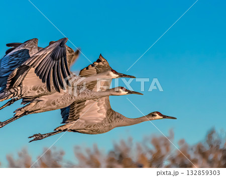 Sandhill cranes flying in formation Sandhill cranes flying in formation 132859303